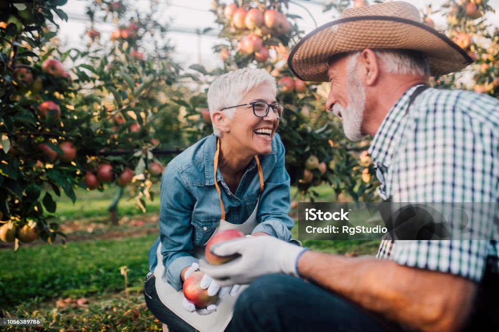Senior couple working at apple orchard Mature couple with homegrown apples Gardening Stock Photo