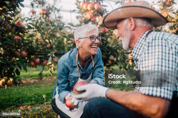 Senior Couple Working At Apple Orchard Stock Photo - Download Image Now - Gardening, Senior Couple, Senior Adult