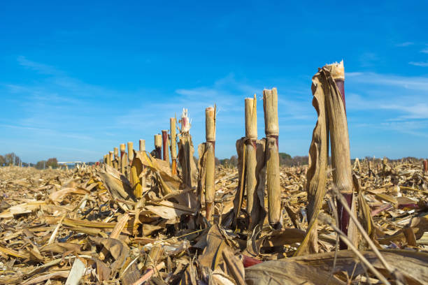 post-harvest residues of corn on the field before being processed into the soil as organic post-harvest residues of corn on the field before being processed into the soil as organic. stubble stock pictures, royalty-free photos & images