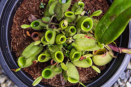 Nepenthes in a beautiful garden