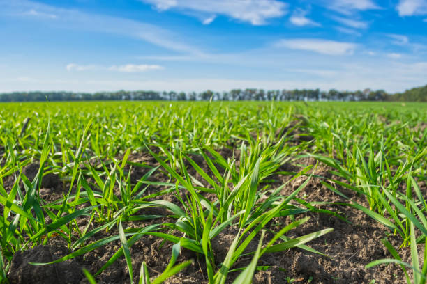 istock rows of sprung winter wheat on a field under a blue sky with clouds 1056390362