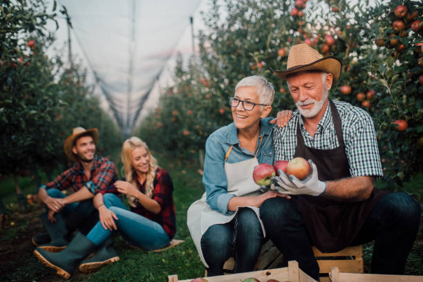 istock Couple holding fruit at apple orchard 1056390772
