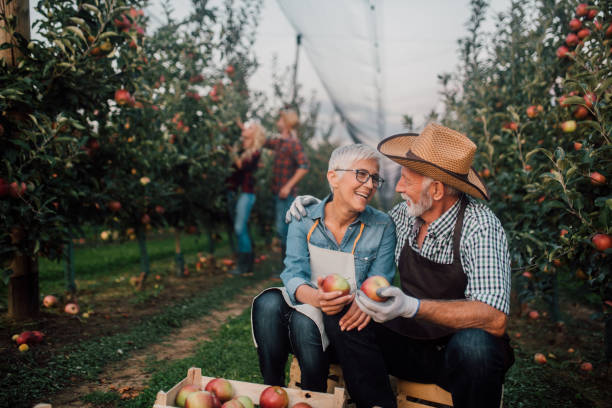 istock Old couple holding homegrown apples 1056391220