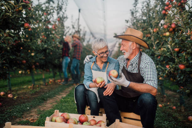 istock Husband and wife at apple orchard 1056392276
