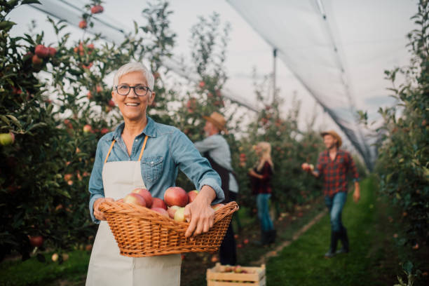 istock Woman with basket of apples 1056393020