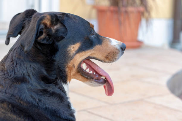 istock Appenzell Mountain Dog 1056393558
