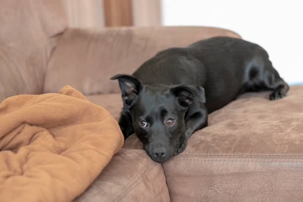 istock Dog lies on a sofa 1056393968
