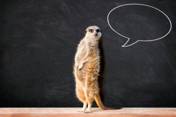 meerkat con bolla vocale in classe - contemplation cloud bubble concentration foto e immagini stock