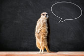 Meerkat with Speech Bubble in Classroom