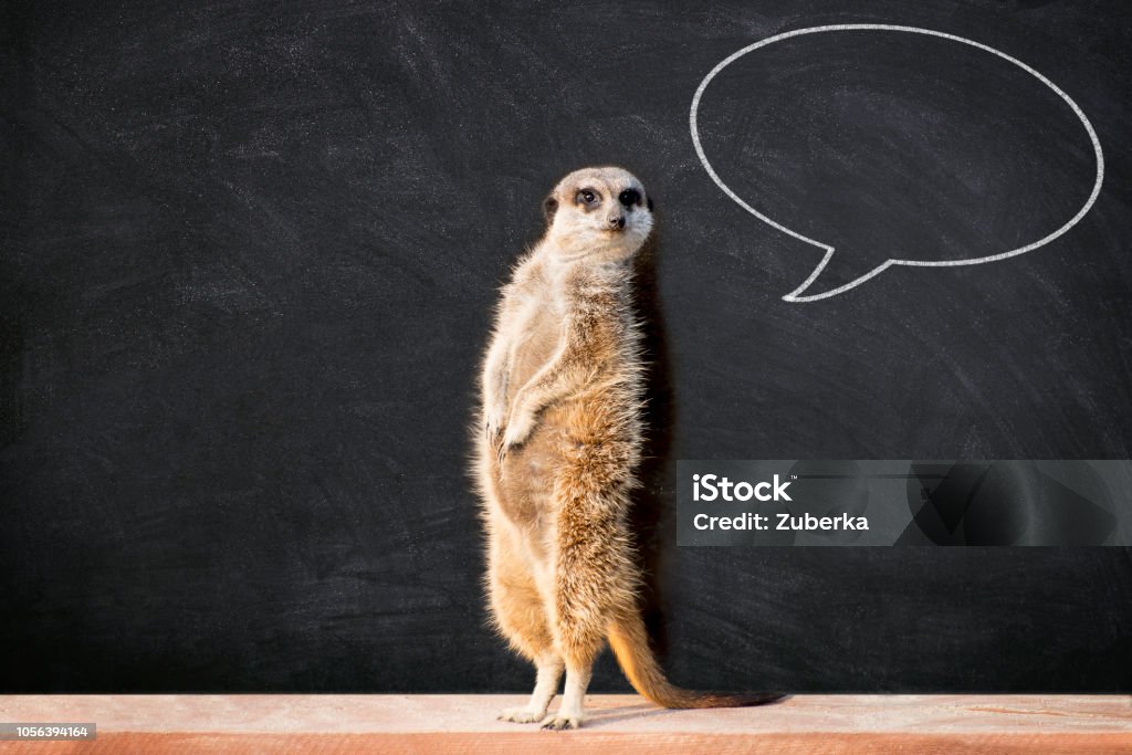 Meerkat with Speech Bubble in Classroom Portrait of a meerkat standing and looking alert against blackboard with chalk speech bubble.  Funny âback to schoolâ concept. Animal Stock Photo