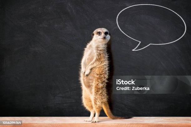 Meerkat With Speech Bubble In Classroom Stock Photo - Download Image Now - Animal, Meerkat, Contemplation