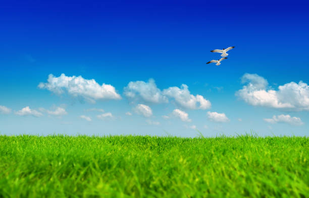 Close up empty green landscape and birds flying over blue clear sky