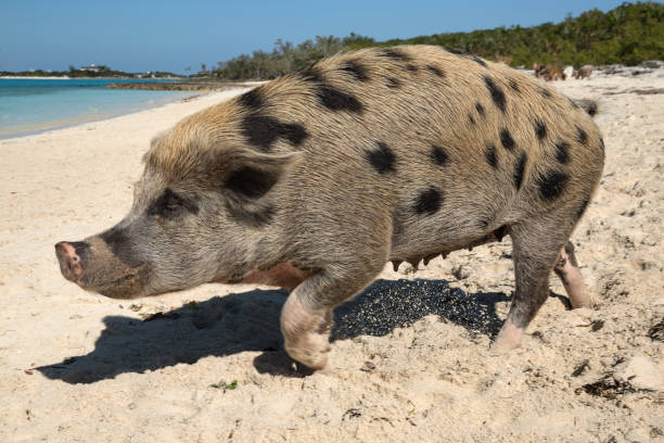 istock Big spotted pig running on sandy beach; Bahamas 1056398554