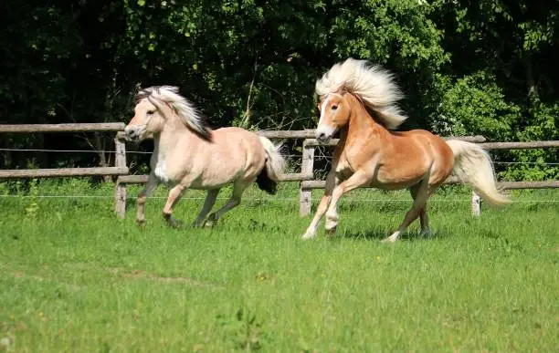 two beautiful horses are running on the paddock