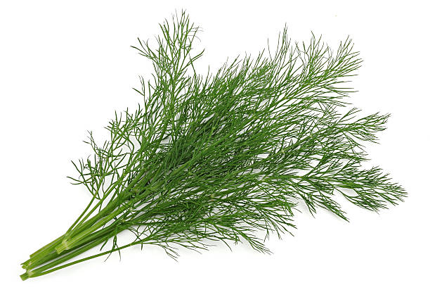 istock Close up of dill herb on white studio background 105639998