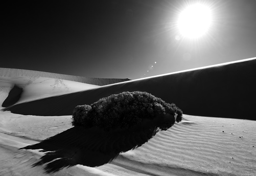 The photo  is black and white to emphasise the harshness of the desert. In the centre of the photo is a Pencil Bush (Arthraerua leubnitziae), also known as the Ink Bush, is native to Namibia. It is shown in the evening sun, surrounded by sand. The sun is in the right of the photo, highlighting sand dunes and forming shadows. The have an ethereal smooth texture. There are footprints on the dunes just visible. The photo is taken with a wide angle lens.

The photograph was taken in the Namib Desert, close to Walvis Bay, Namibia, in February 2018.