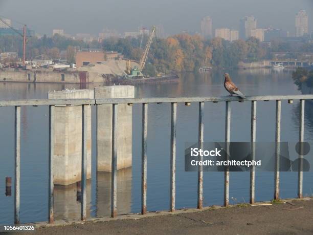 Various Animals In The City Of Birds Dogs Insects Stock Photo - Download Image Now