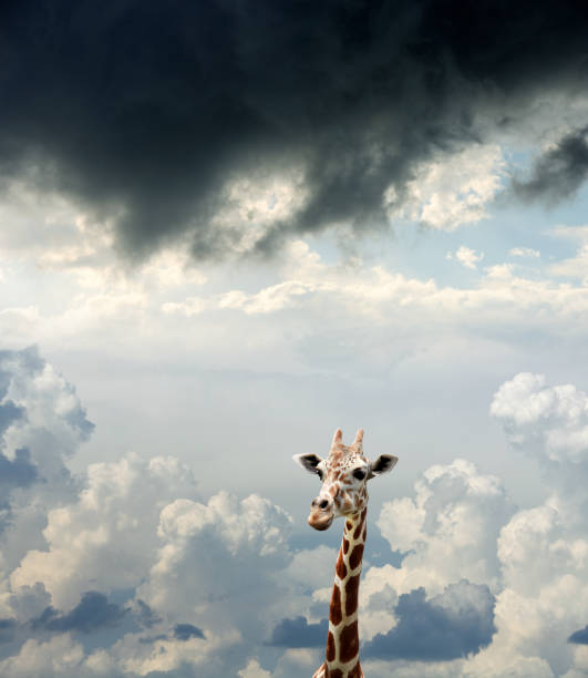 istock Close up giraffe head over cloudy sky 1056402316