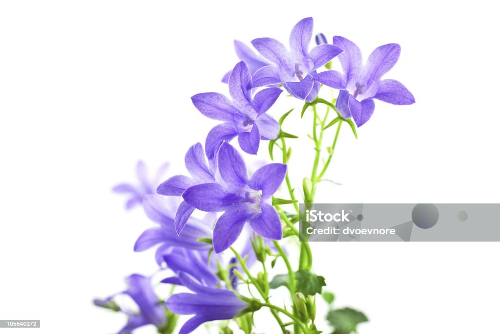 Campânula flores isoladas - Foto de stock de Aberto royalty-free