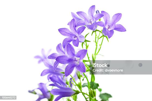 Campânula Flores Isolado - Fotografias de stock e mais imagens de Aberto - Aberto, Abrir, Azul