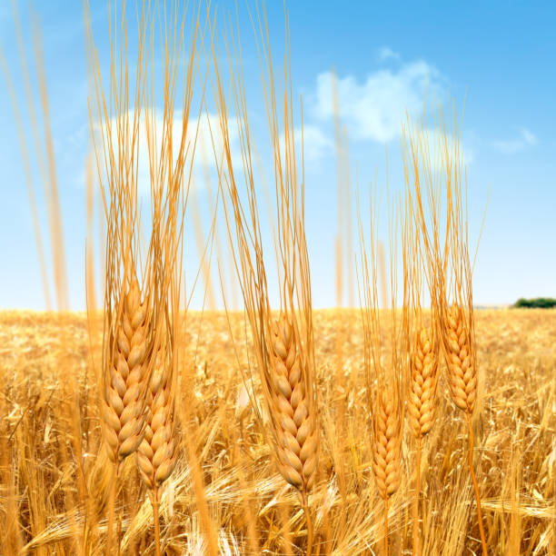 istock Close up wheats on wheat field over blue sky 1056403996