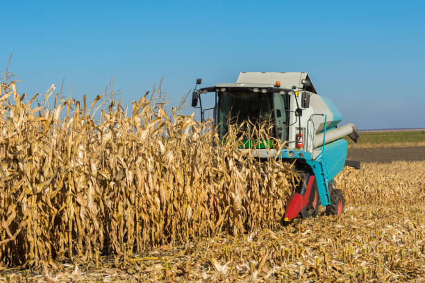 istock harvesting corn by a combine on a field against a clean, blue sky 1056404600