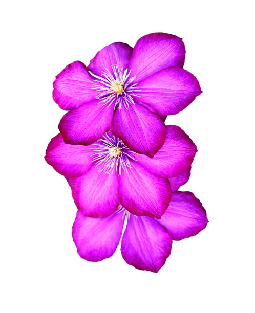trzy clematis kwiat izolowane na białym - blooming honeysuckle pink small group of objects flower part zdjęcia i obrazy z banku zdjęć