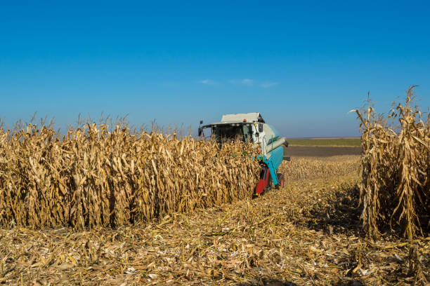 istock harvesting corn by a combine on a field against a clean, blue sky 1056404662