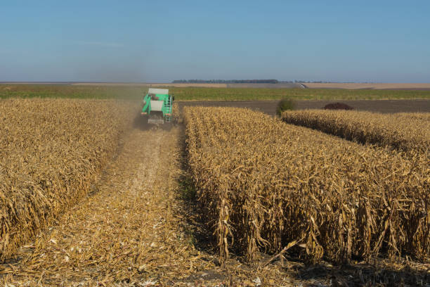 istock harvesting corn by a combine on a field against a clean, blue sky 1056404762