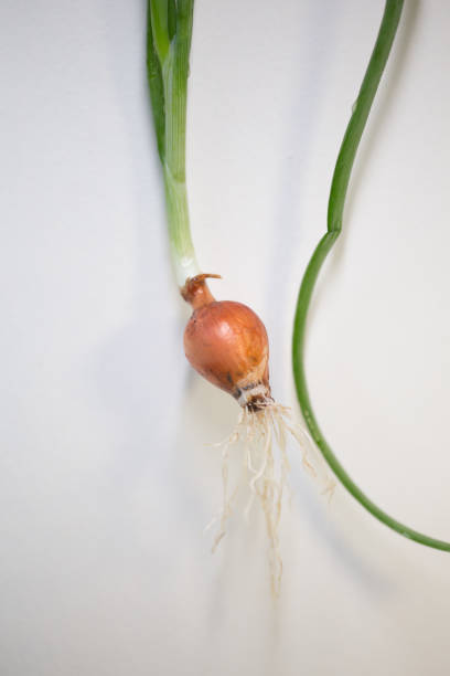 istock onion fresh roots leaves isolated in white background 1056404826