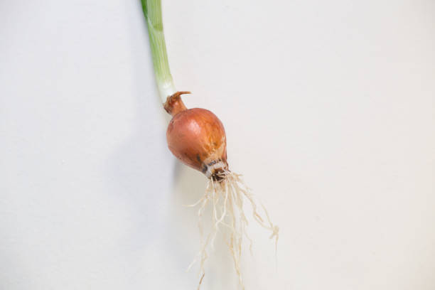 istock onion fresh roots leaves isolated in white background 1056404996