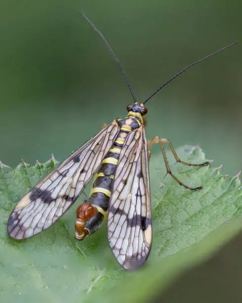 Fly,insect,leaf,mature,macro