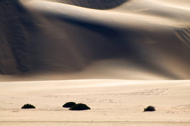 istock Bushes behind sand dune Namib Desert. 1056406914