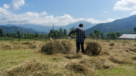 Artvin, Turkey - July 2018: Farmer working with piles of straw in open field farm