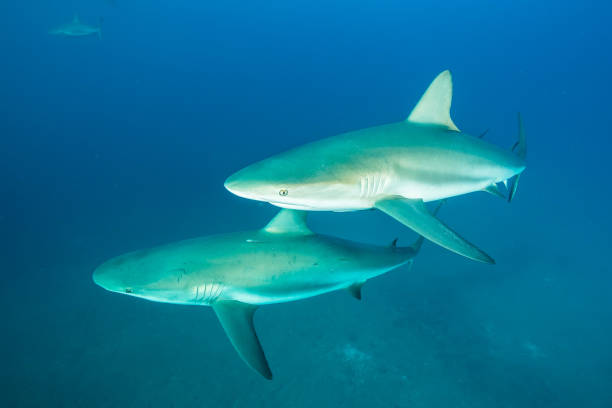 istock Two Caribbean reef sharks, Bahamas 1056410414