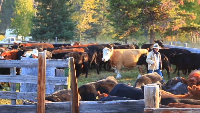 Ranchers sorting cattle in holding pens