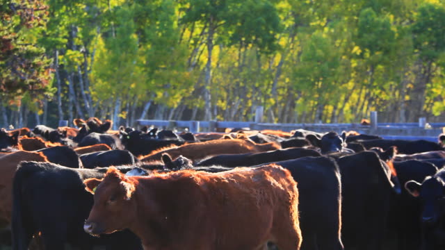 Cattle in Holding pen
