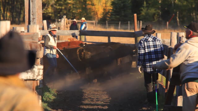 Ranchers sorting cattle in holding pens