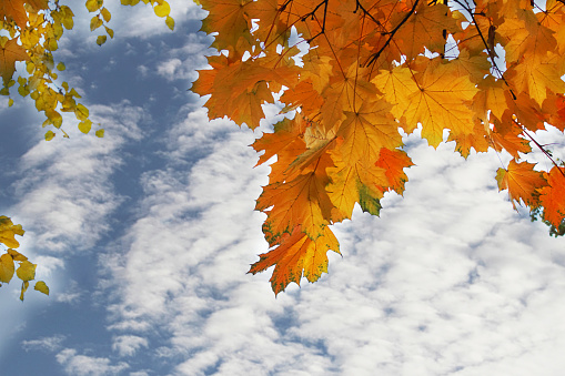 A branch with maple leaves against the sky. Cumulus clouds on a bright blue sky. Sunny weather. Selective focus, place for text.