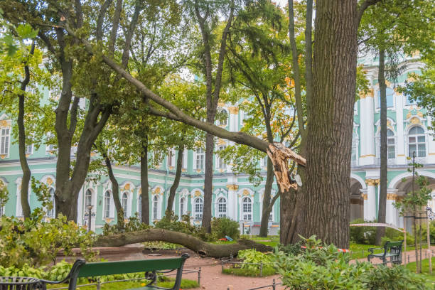 patio del museo del hermitage, trabajando en plataformas de trabajo elevadas desmembrados con una motosierra un árbol caído. - dismembered fotografías e imágenes de stock