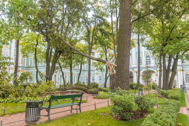 patio del museo del hermitage, trabajando en plataformas de trabajo elevadas desmembrados con una motosierra un árbol caído. - dismembered fotografías e imágenes de stock