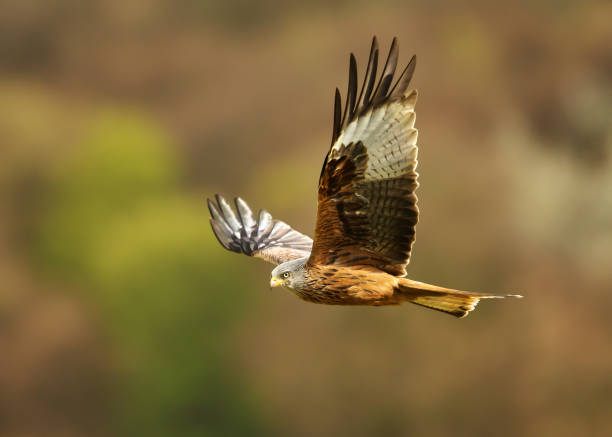 Red kite flying over farmland fields in summer Close up of a Red kite (Milvus milvus) in flight in the countryside, UK. ornithology stock pictures, royalty-free photos & images
