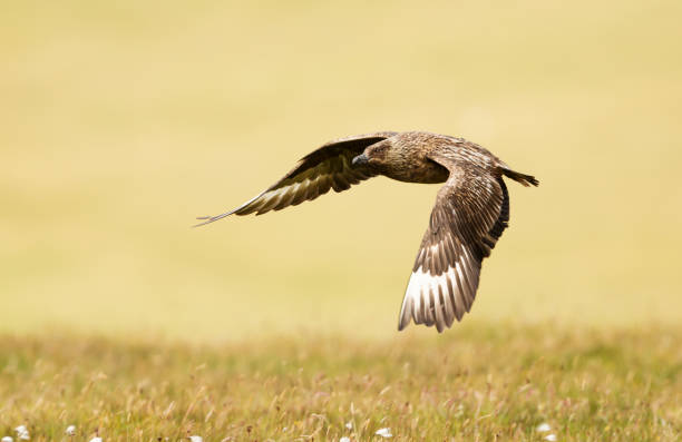 istock Great skua known as bonxie in flight 1056413696