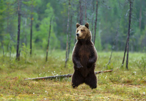 Alerted Eurasian brown bear standing on hind legs on a rainy day in swamp Alerted Eurasian brown bear standing on hind legs on a rainy day in swamp, Finnish forest. animal leg stock pictures, royalty-free photos & images