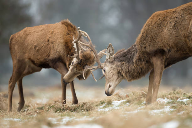istock Close up of Red deer fighting 1056413958