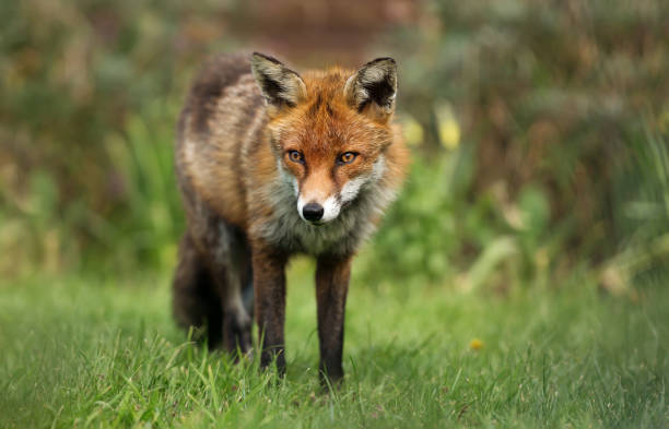istock Close up of a red fox in the garden 1056414016