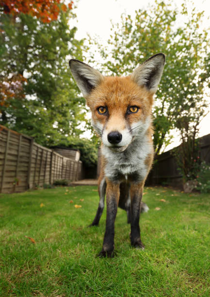 istock Red fox standing on the green grass in the garden 1056414038