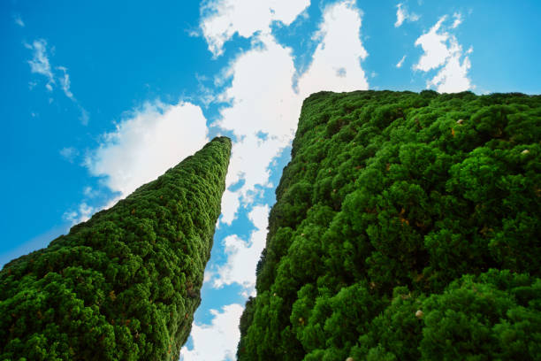 Two green cypress trees under blue sky.