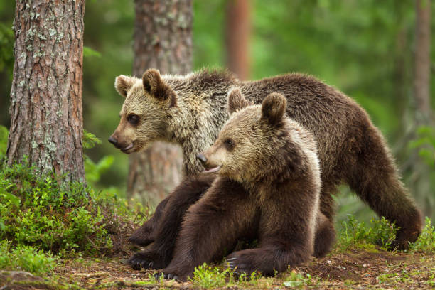 istock Close-up of two young Eurasian brown bears in boreal forest 1056414358