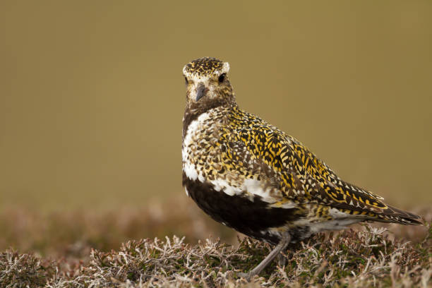 欧州ムナグロ湿地でのクローズ アップ - golden plover ストックフォトと画像